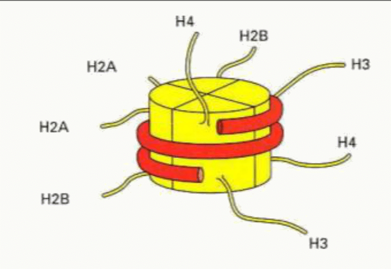 Nucléosome et son octamère d'histones H2A, H2B, H3 et H4