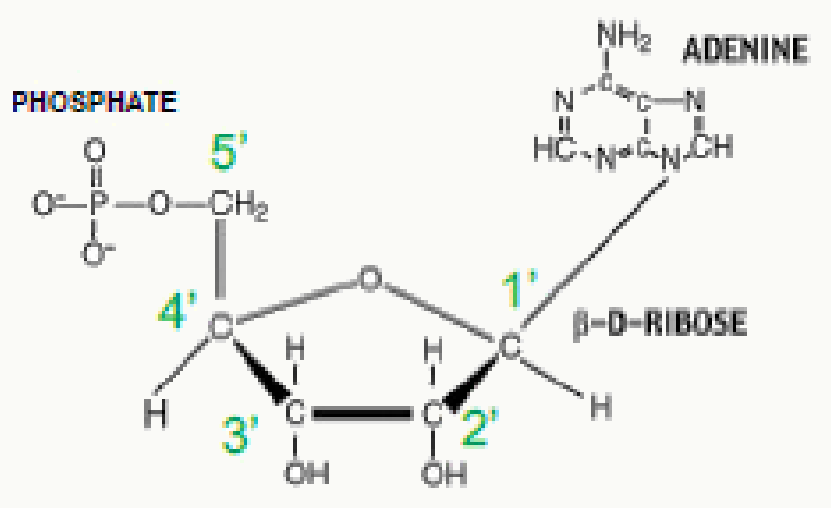 Nucléotide associant un ribose, une adénine et un groupement phosphate