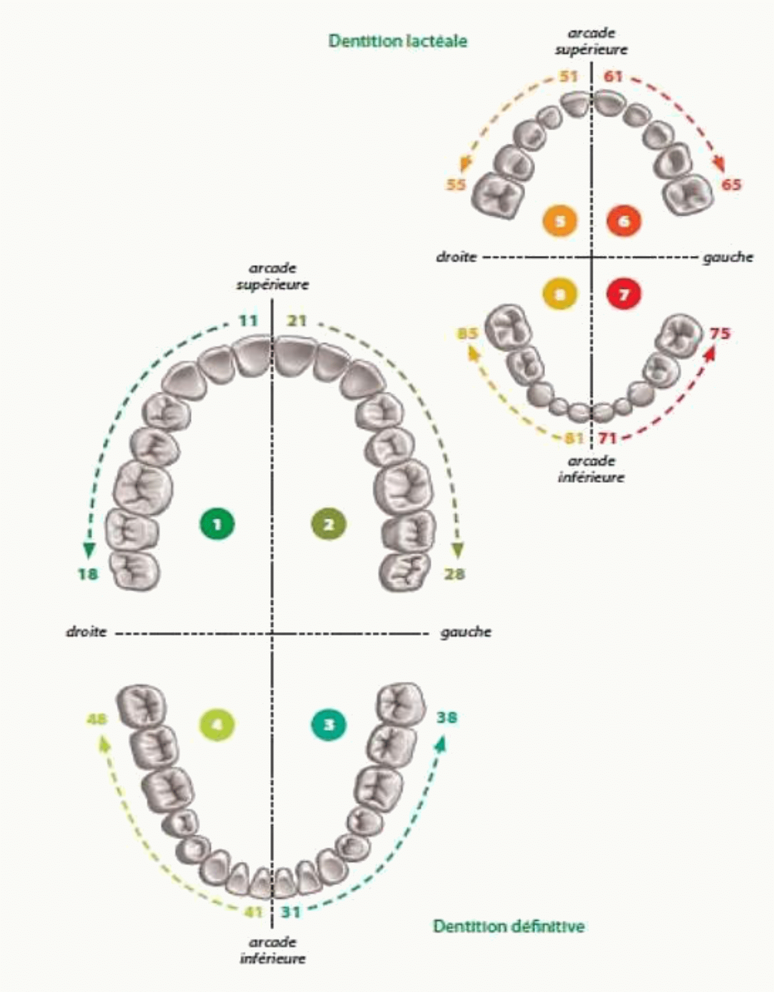 Numérotation dentaire internationale par quadrants