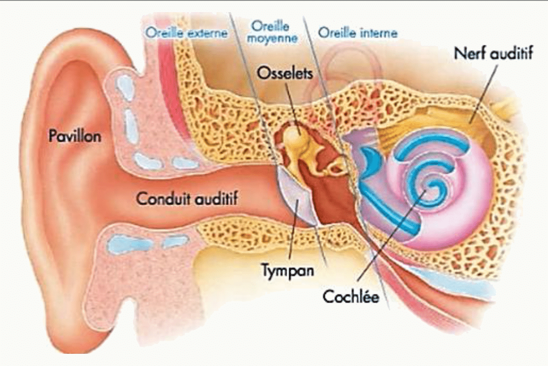 Oreilles externe, moyenne et interne logées dans l'os temporal, avec les osselets et la cochlée