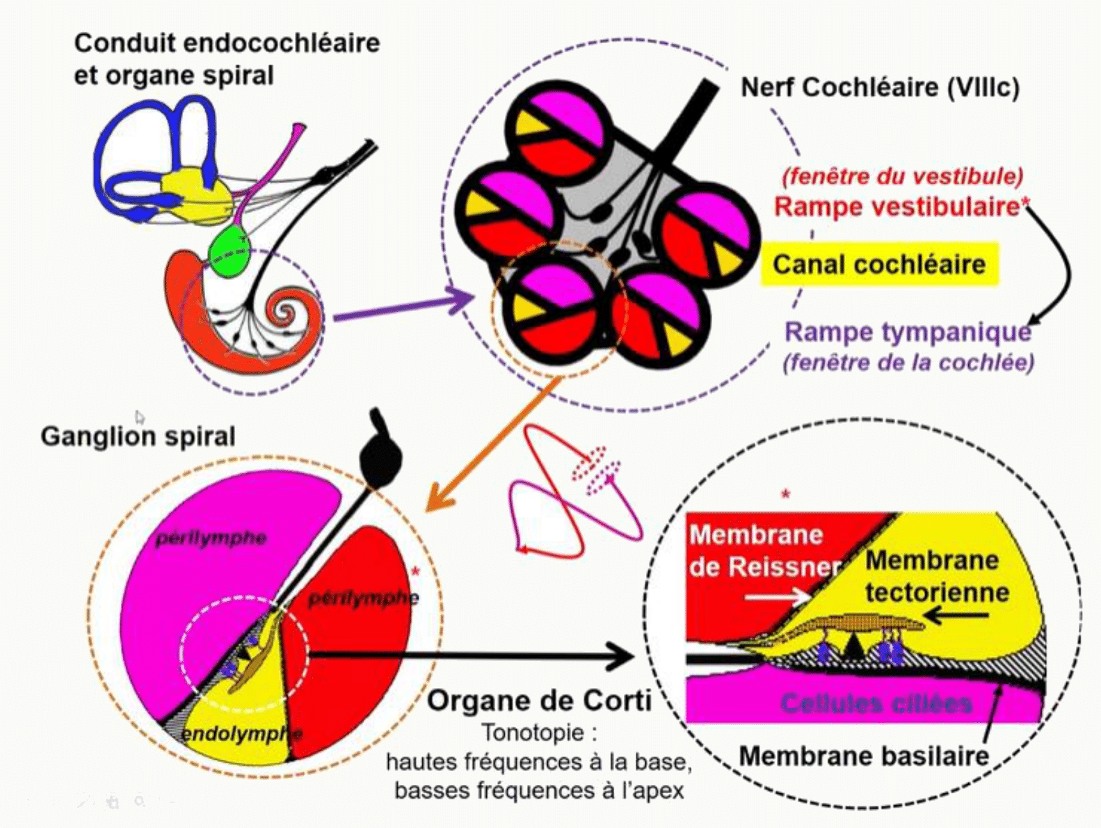 Organe de Corti, membranes basilaire et tectoriale, et tonotopie de la cochlée