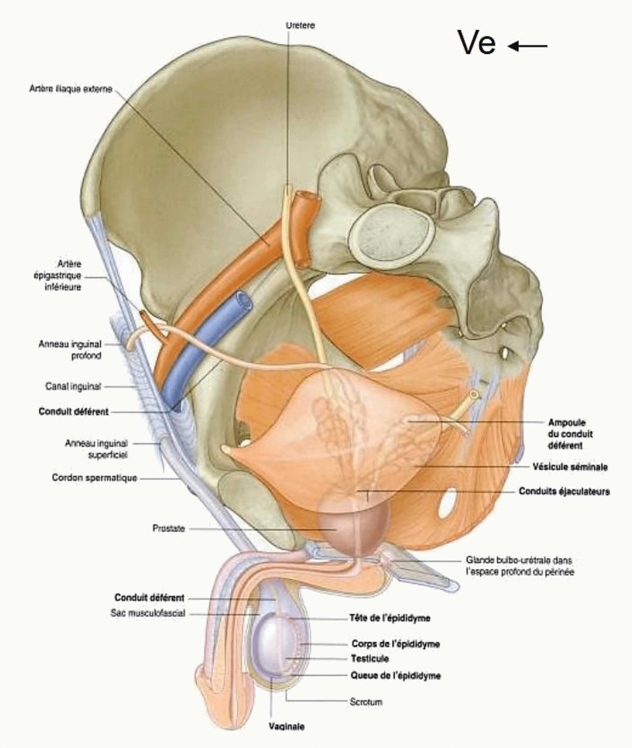Organes génitaux masculins en coupe sagittale du pelvis : vessie, prostate, pénis, testicule et rectum