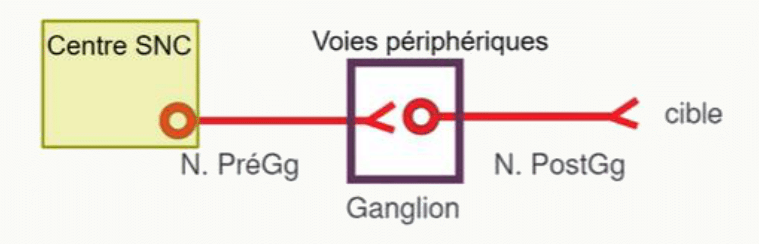 Organisation du système nerveux autonome : neurone pré-ganglionnaire, ganglion, neurone post-ganglionnaire et organe cible