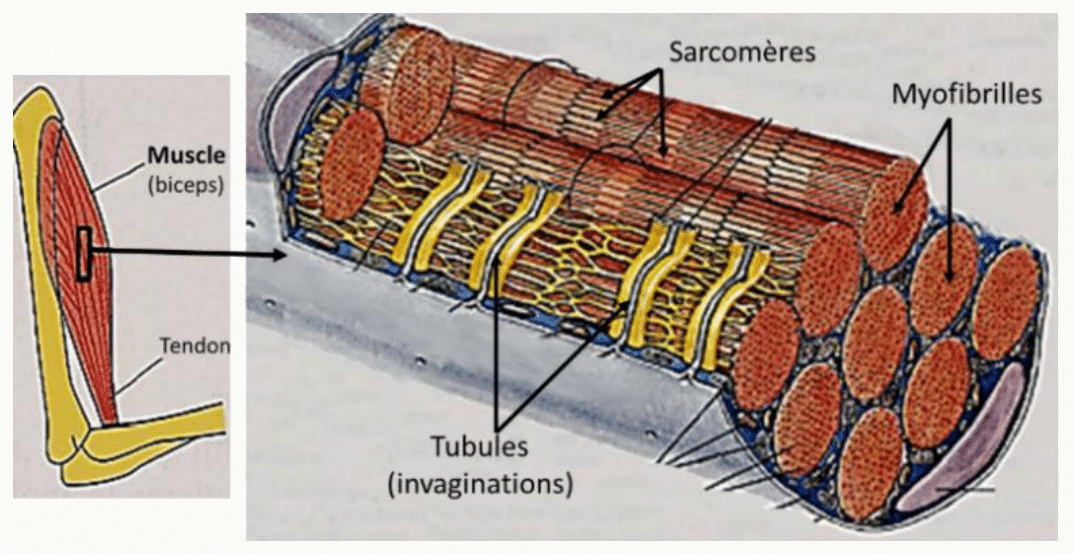 Organisation du muscle, du tendon aux myofibrilles et aux sarcomères, avec les tubules transverses