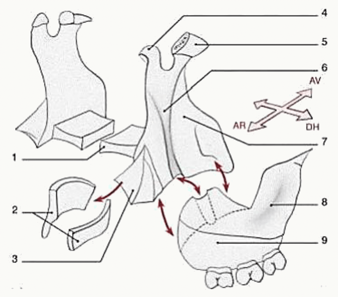 Schéma d'orientation de l'os palatin dans les trois plans