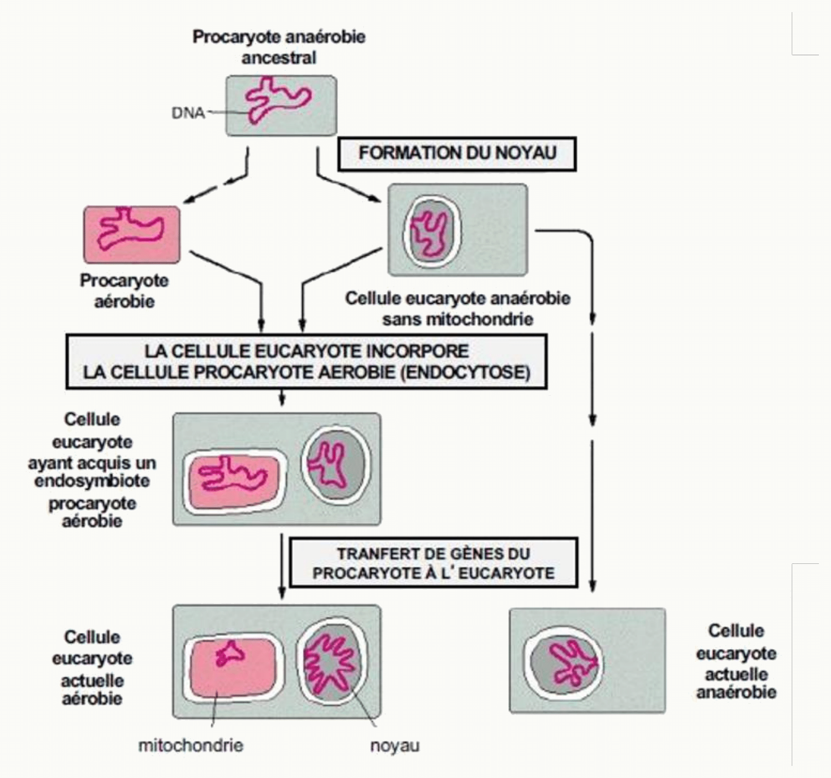Origine endosymbiotique des mitochondries : endocytose d'un procaryote aérobie par une cellule eucaryote ancestrale