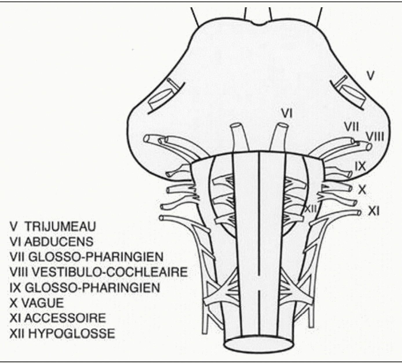 Origines apparentes des nerfs crâniens sur le tronc cérébral, du V au XII