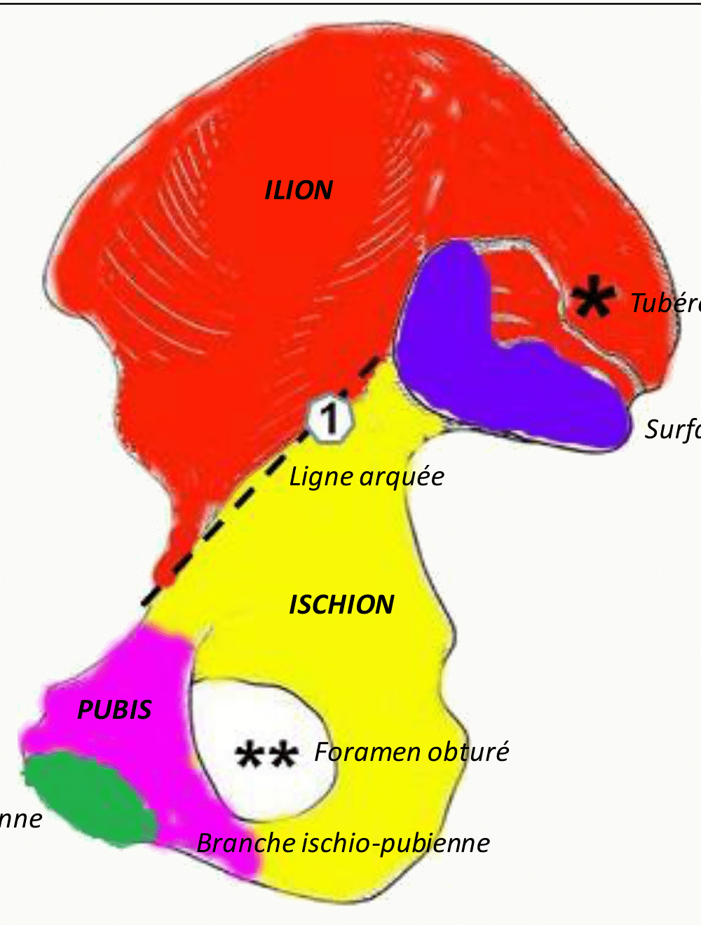 Os coxal formé de l'ilion, de l'ischion et du pubis, avec le foramen obturé
