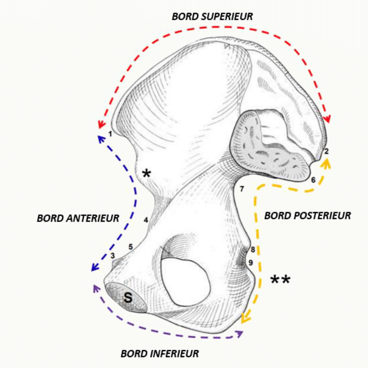 Os coxal et ses bords supérieur, antérieur, postérieur et inférieur