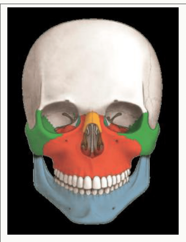 Os de la face différenciés par des couleurs, en vue antérieure