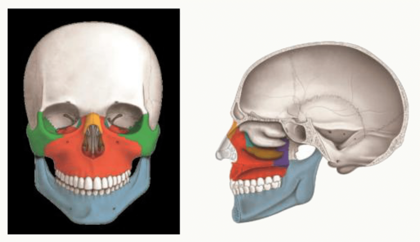 Os de la face en couleurs, vues antérieure et latérale