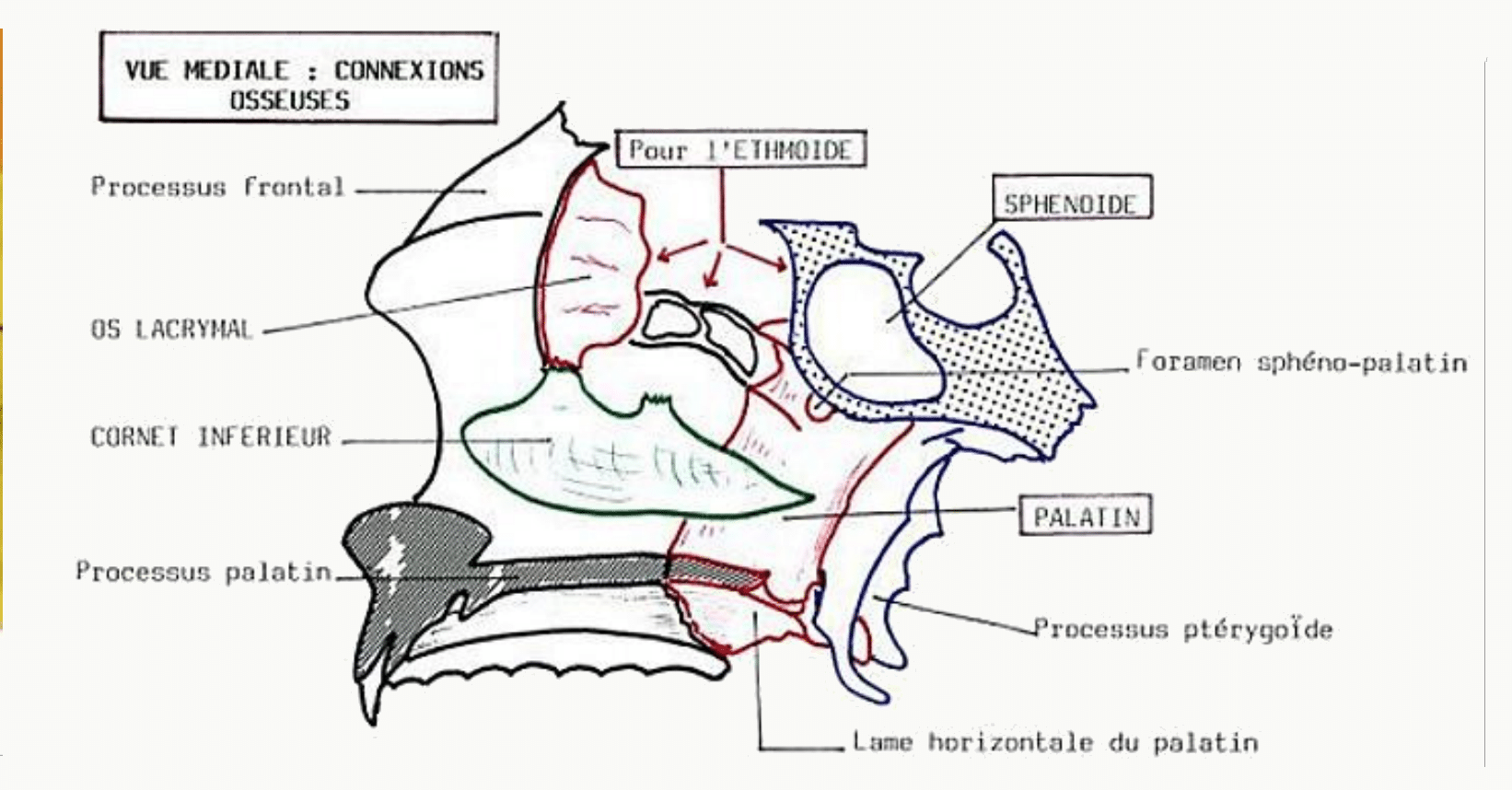 Schéma des articulations entre les os de la face