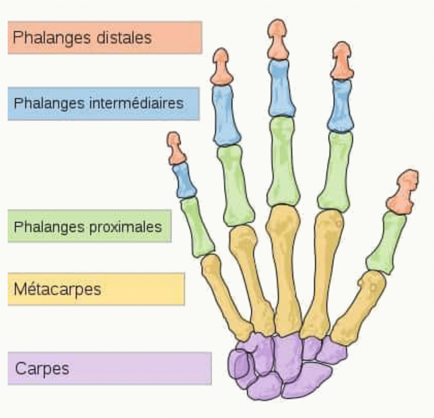Os de la main différenciés par des couleurs : carpe, métacarpiens, phalanges proximales, intermédiaires et distales