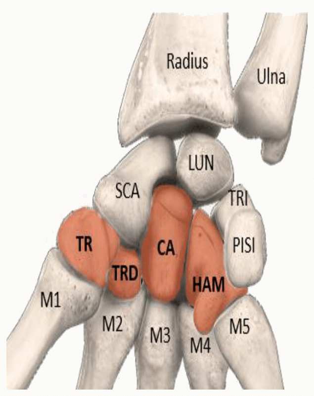Nomenclature complète des huit os du carpe et des métacarpiens