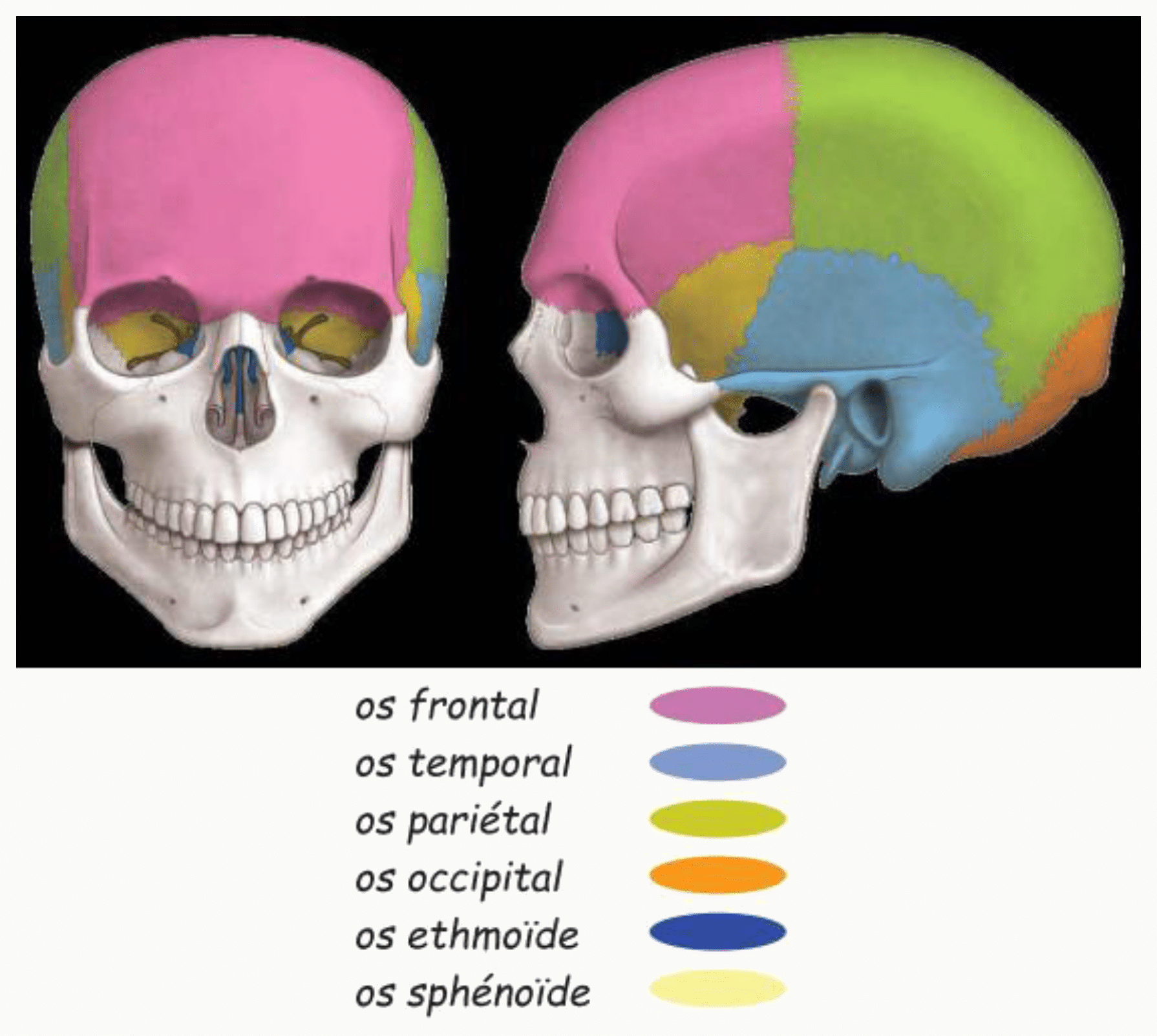 Os du crâne différenciés par des couleurs en vues antérieure et latérale