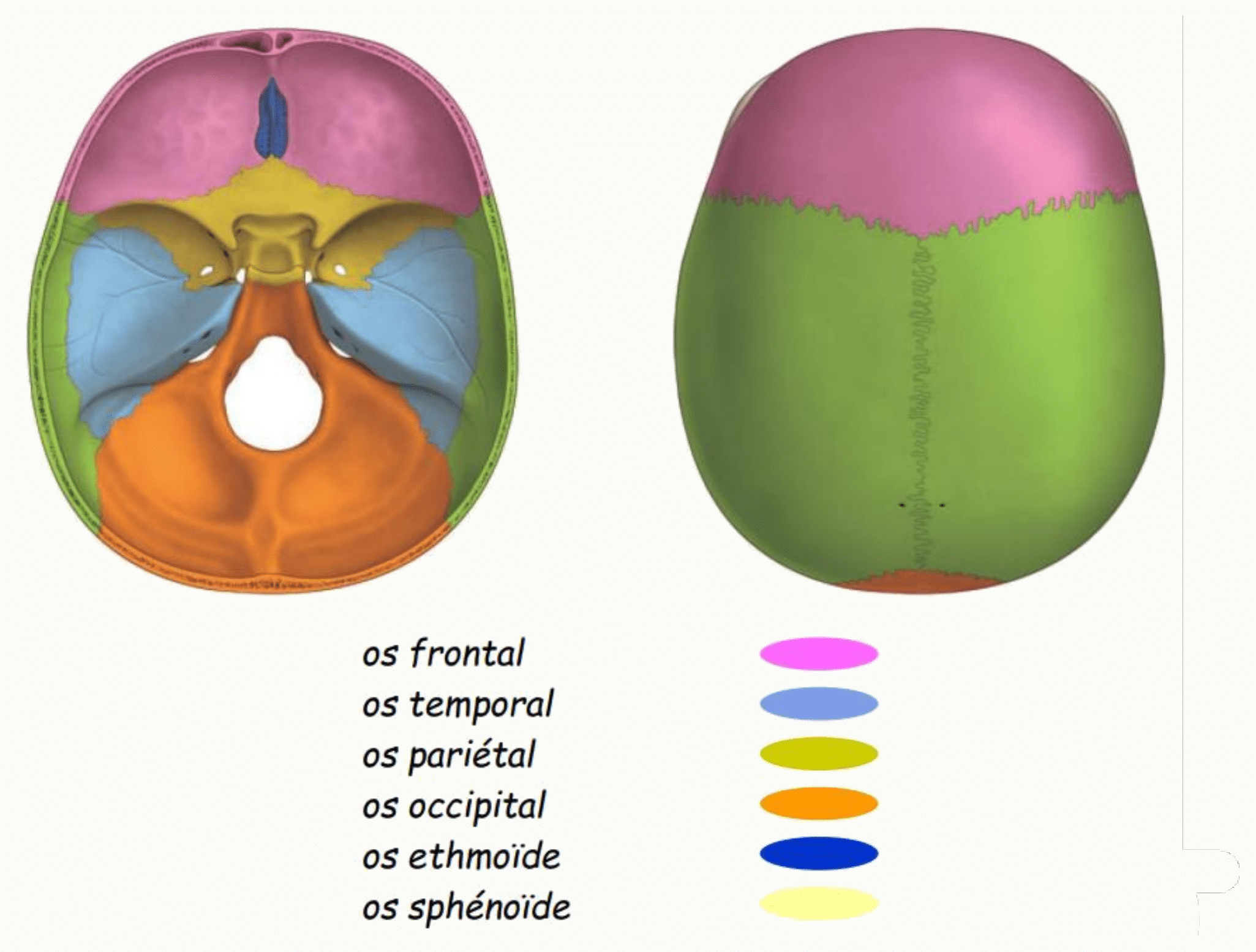 Os du crâne différenciés par des couleurs en vues supérieure et basale