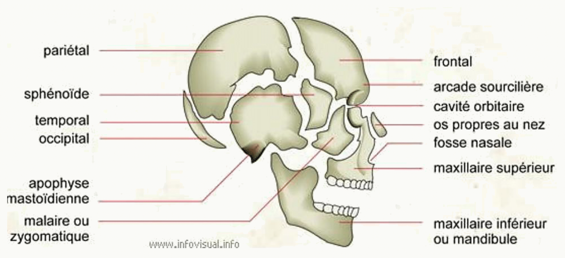 Os du crâne en vue latérale : frontal, pariétal, temporal, occipital, sphénoïde, maxillaire et mandibule