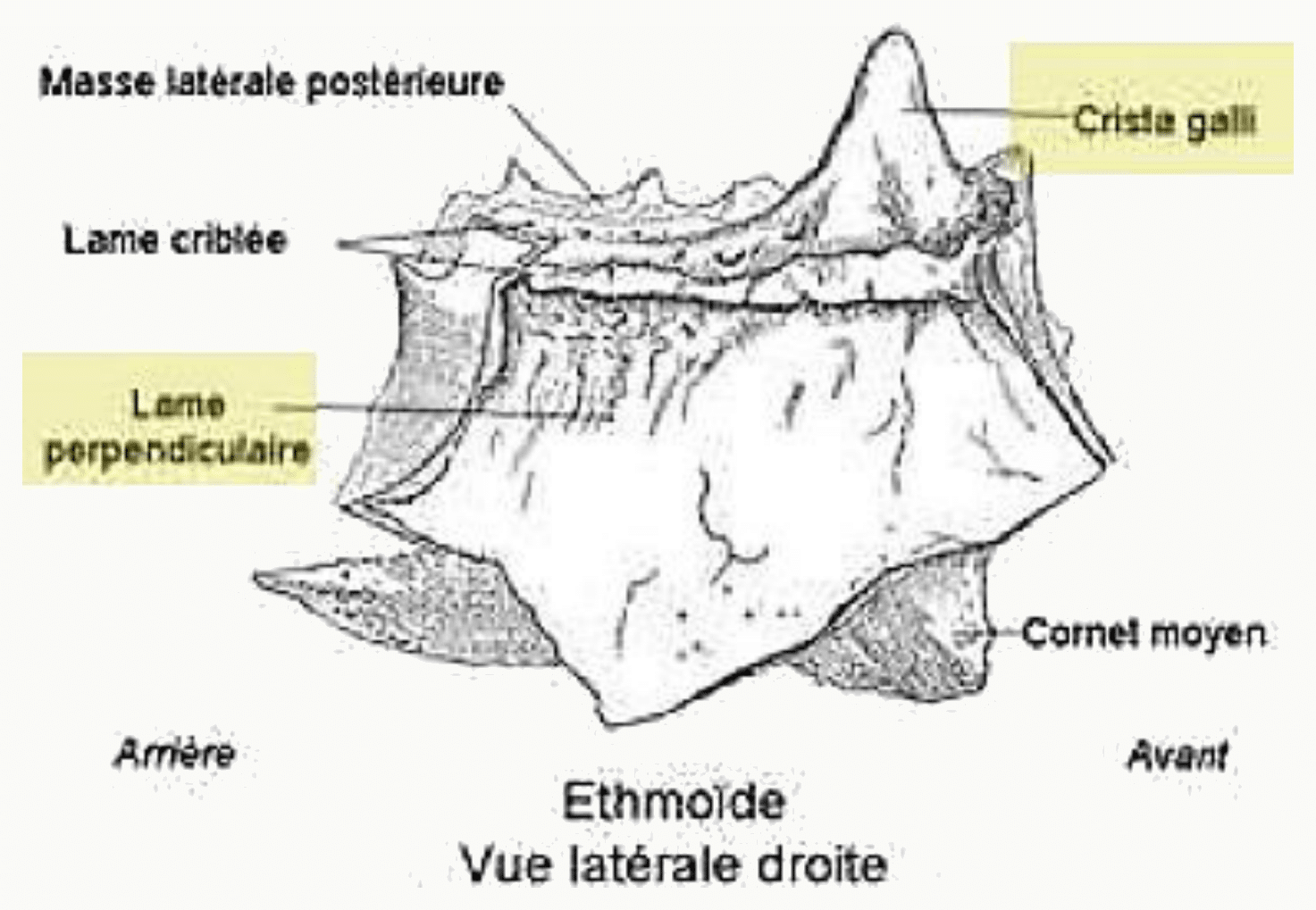 Os ethmoïde en vue latérale droite avec la lame criblée, la crista galli et les cornets