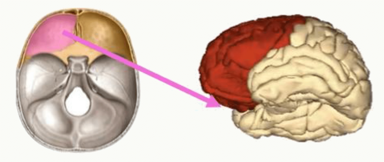 Os frontal en place sur le crâne et lobe frontal qu'il recouvre