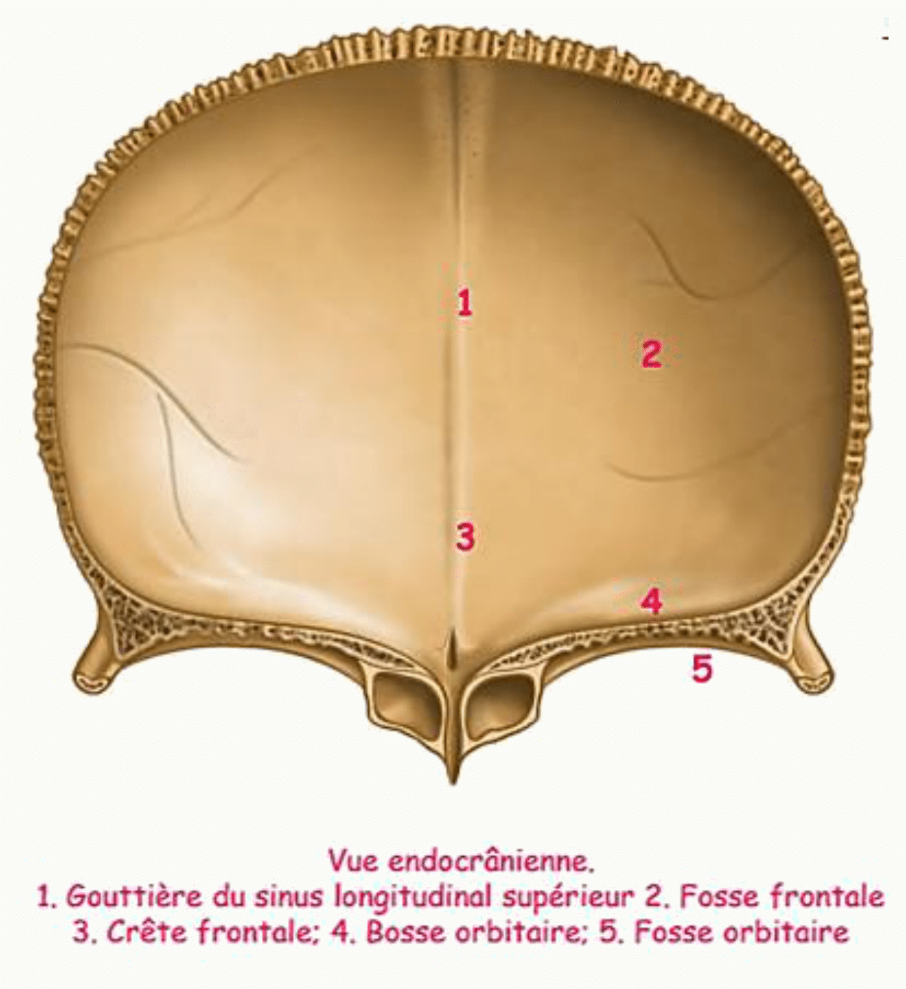 Os frontal en face endocrânienne avec la gouttière du sinus longitudinal supérieur et la crête frontale