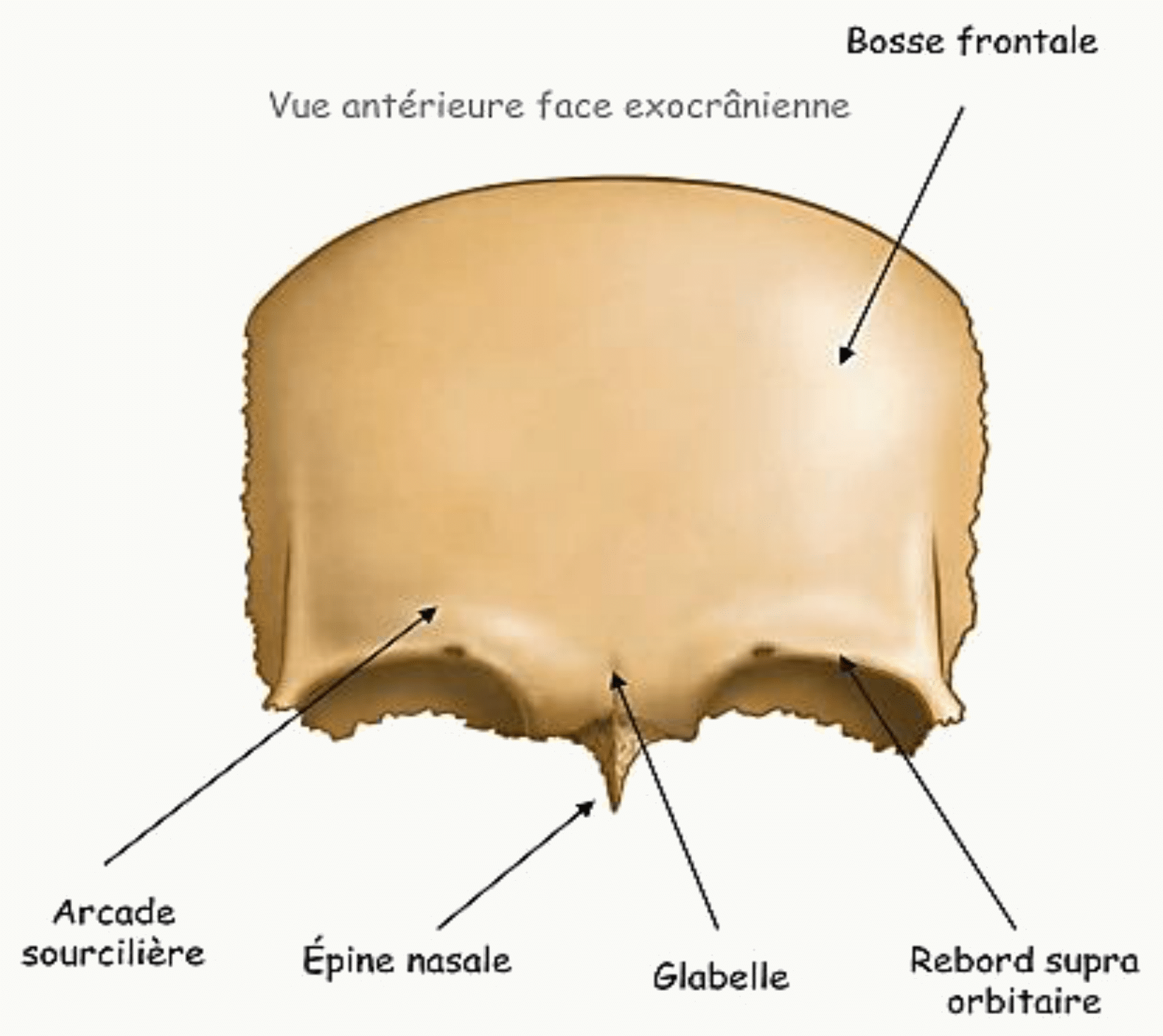 Os frontal en face exocrânienne avec la bosse frontale, l'arcade sourcilière, la glabelle et le rebord supra-orbitaire