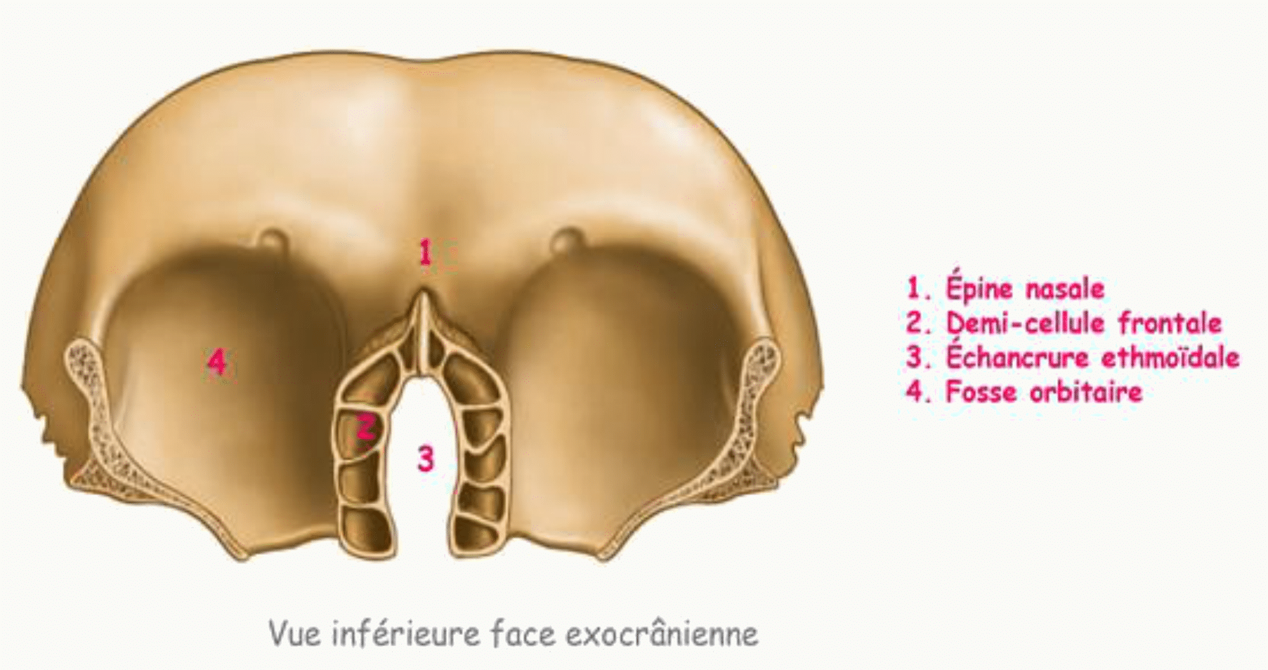 Os frontal en vue inférieure exocrânienne avec l'épine nasale et les échancrures ethmoïdales