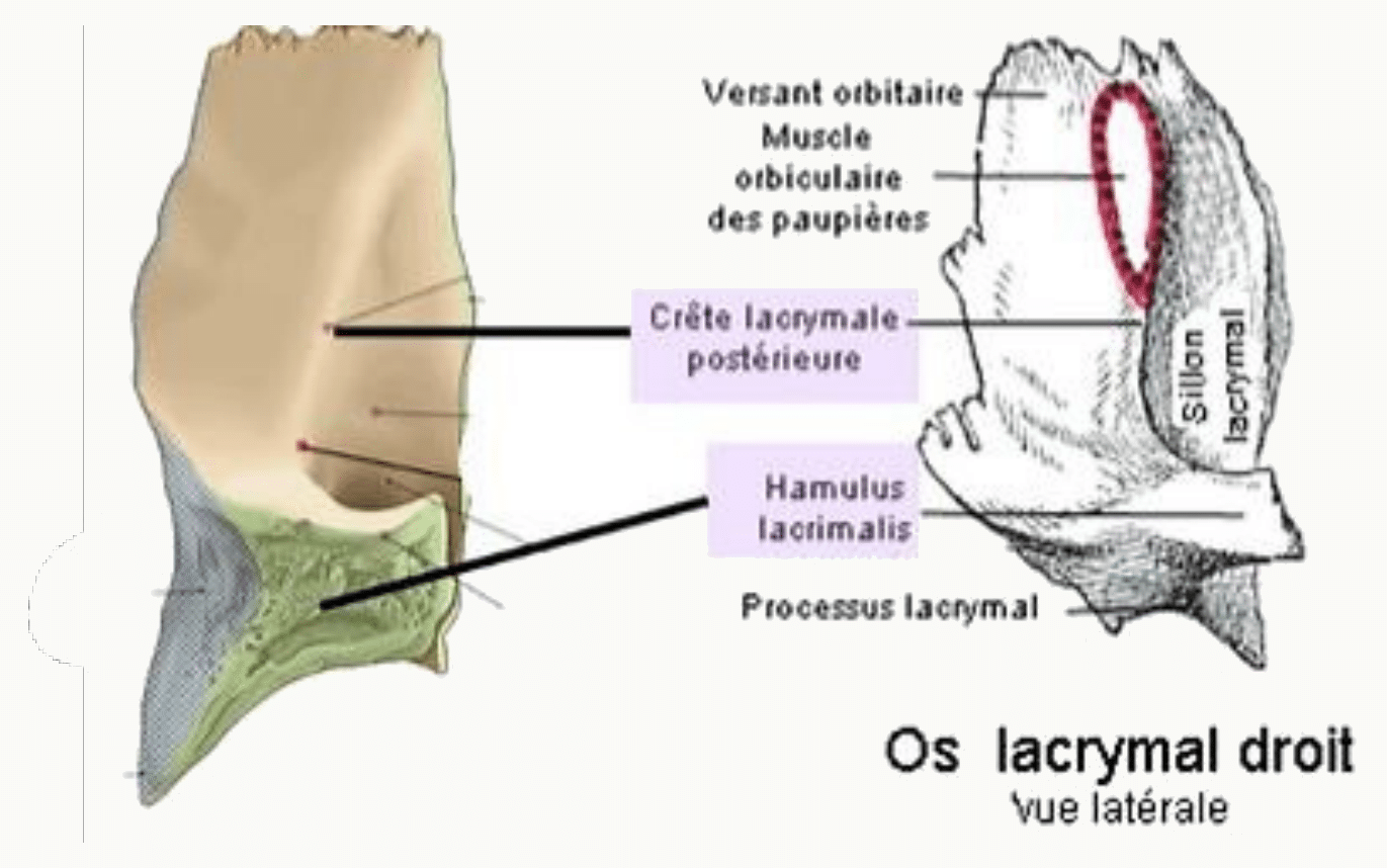 Os lacrymal droit en vue latérale avec sa crête et son hamulus