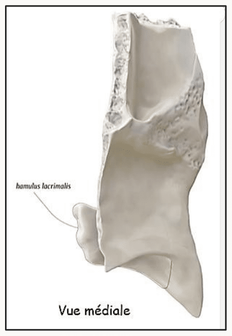 Os lacrymal en vue médiale
