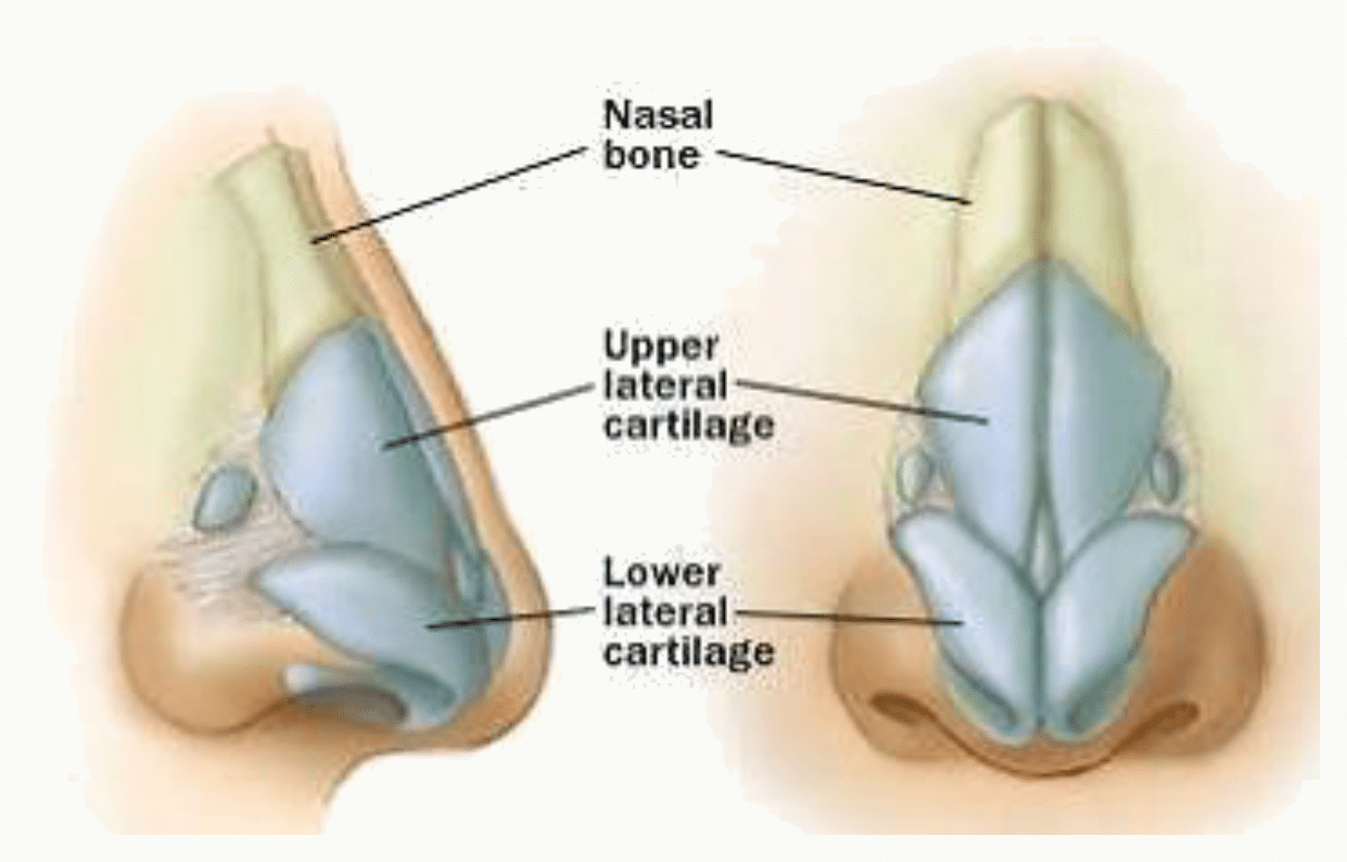 Os nasaux et cartilages latéraux et alaires du nez