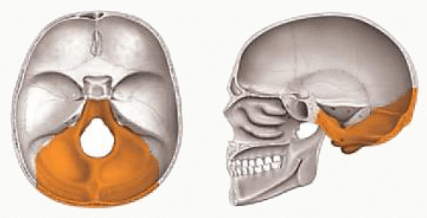Os occipital en place à la partie postérieure et inférieure du crâne