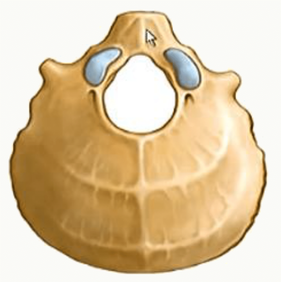 Face exocrânienne de l'os occipital centrée sur le foramen magnum