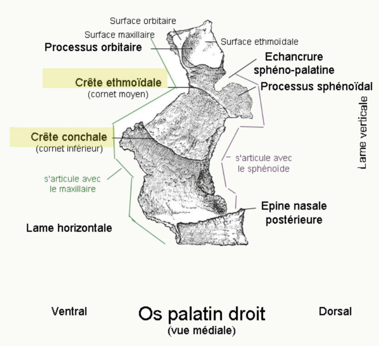 Os palatin droit en vue médiale avec sa crête ethmoïdale et sa crête conchale