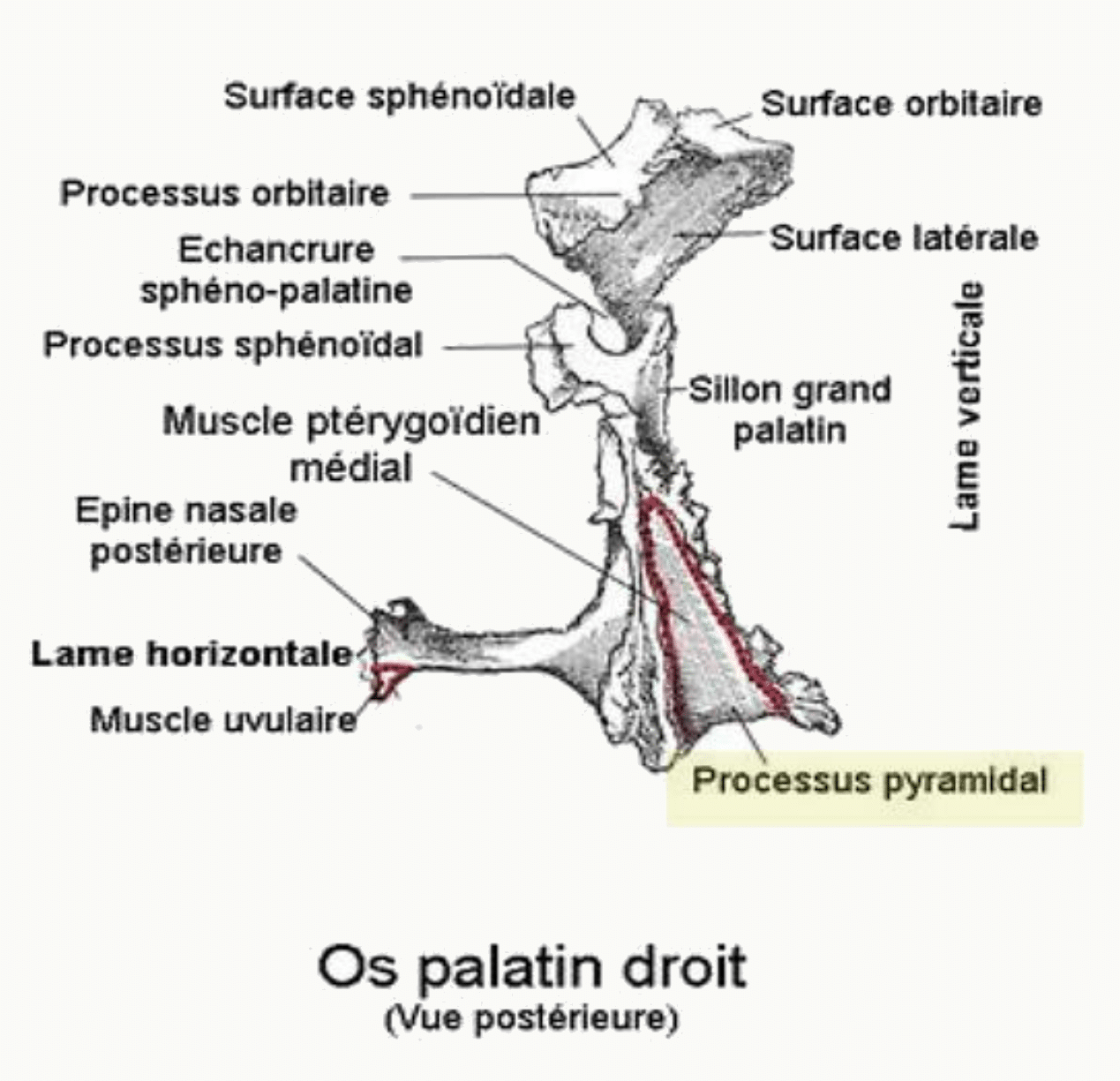 Os palatin droit en vue postérieure avec le sillon grand palatin et le processus pyramidal