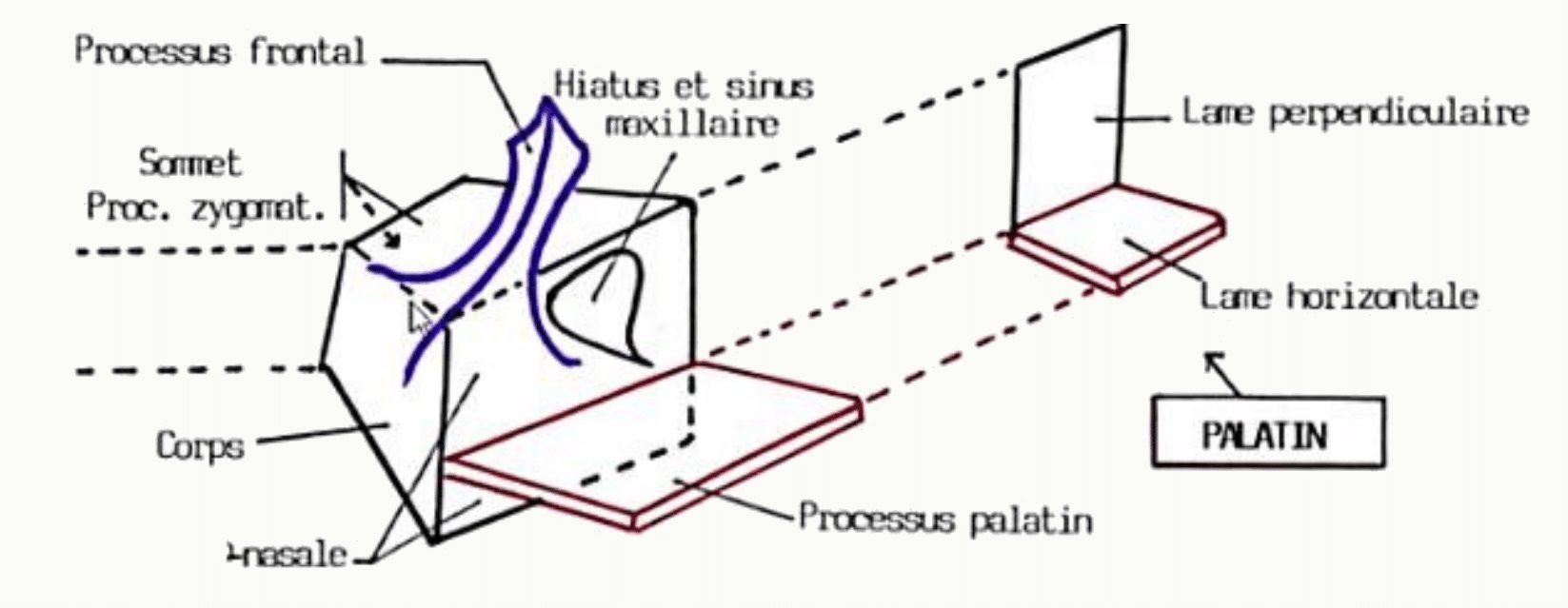 Schéma en volume de l'os palatin et de ses deux lames