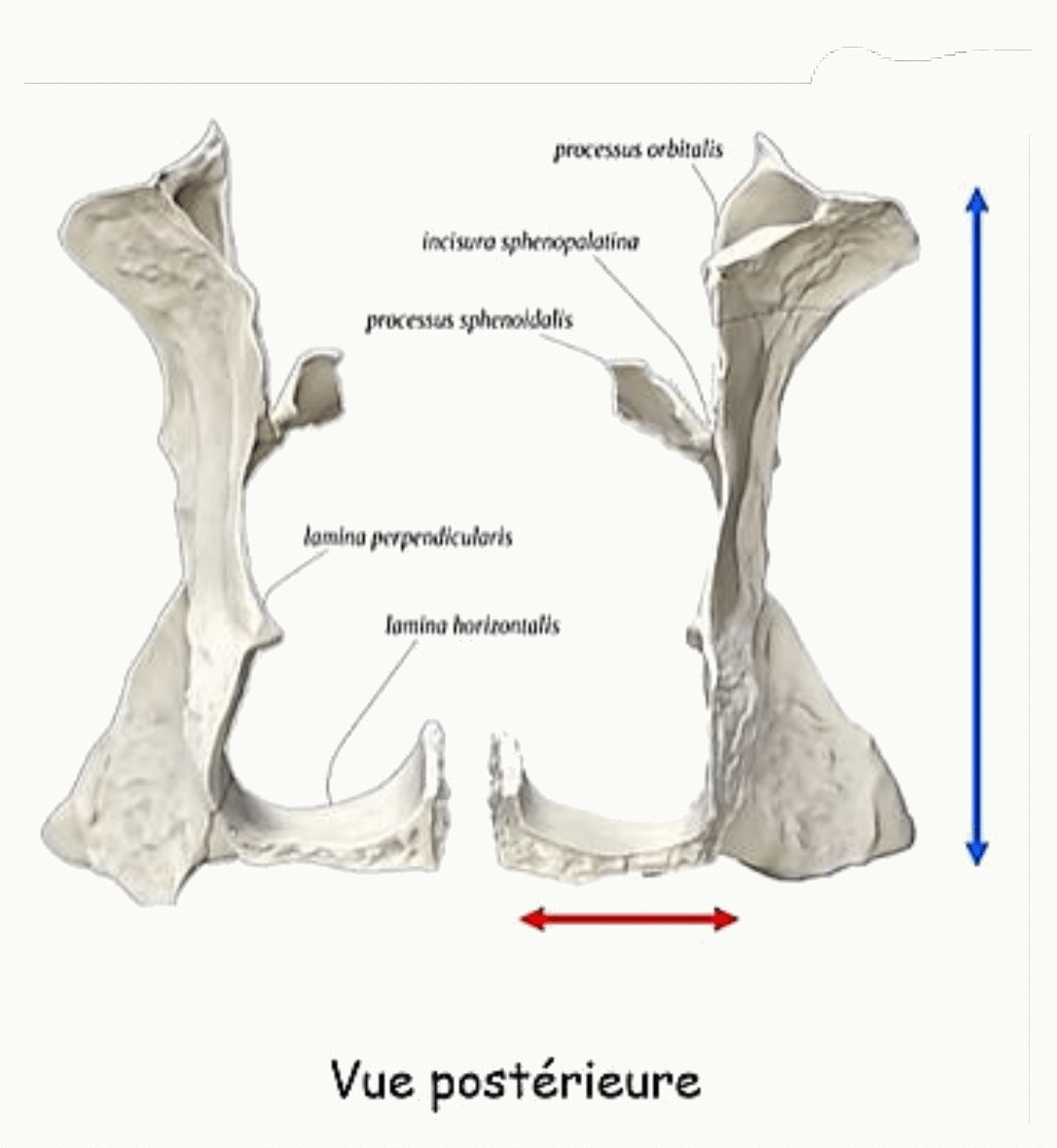 Os palatin en vue postérieure avec sa lame perpendiculaire et sa lame horizontale