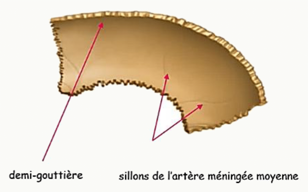 Face endocrânienne de l'os pariétal avec la demi-gouttière et les sillons de l'artère méningée moyenne