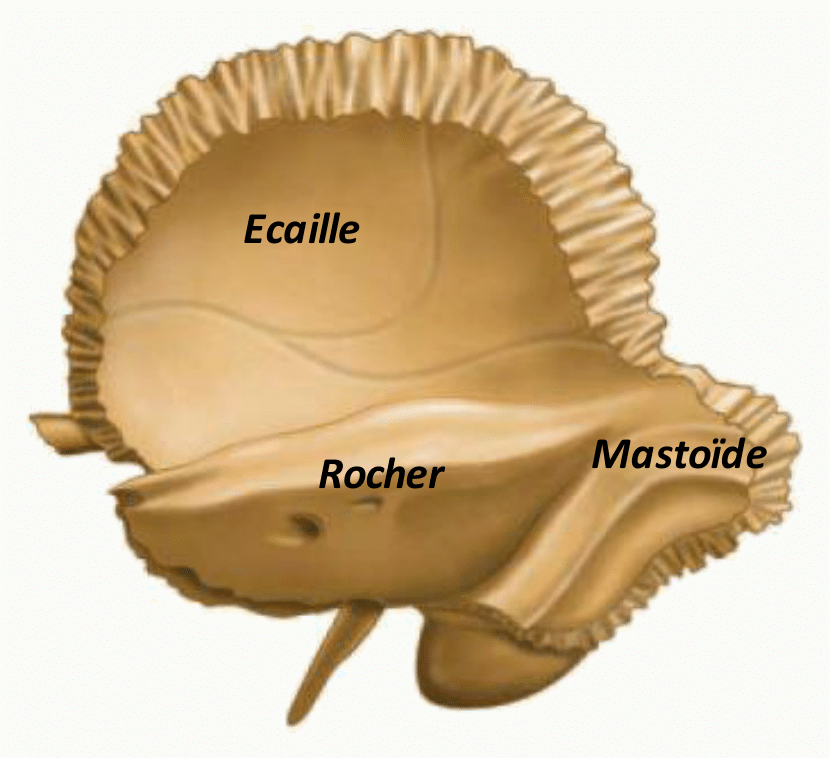 Os temporal montrant l'écaille, le rocher et la mastoïde