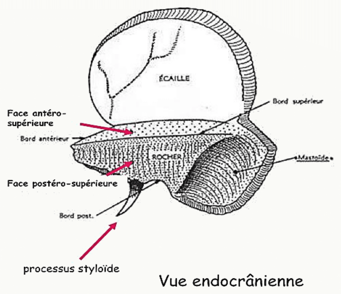 Os temporal en vue endocrânienne avec ses faces antéro-supérieure et postéro-supérieure et le processus styloïde