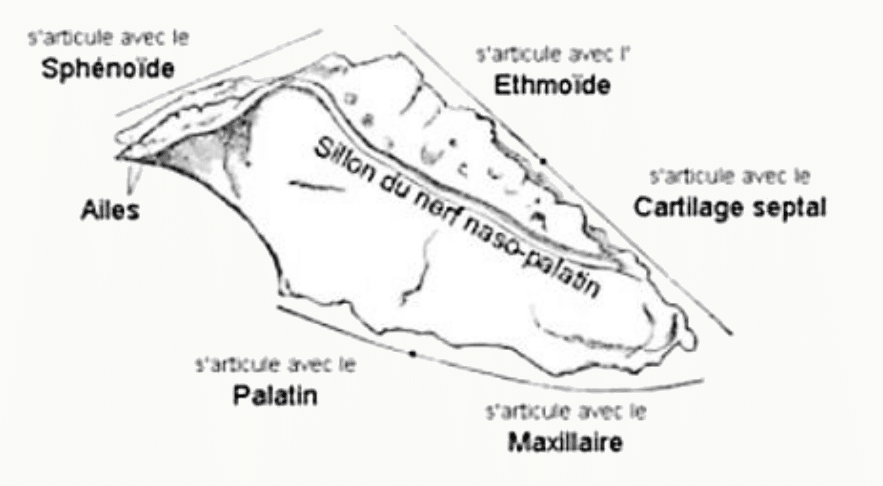 Os vomer et ses articulations avec le sphénoïde, l'ethmoïde, le palatin et le maxillaire