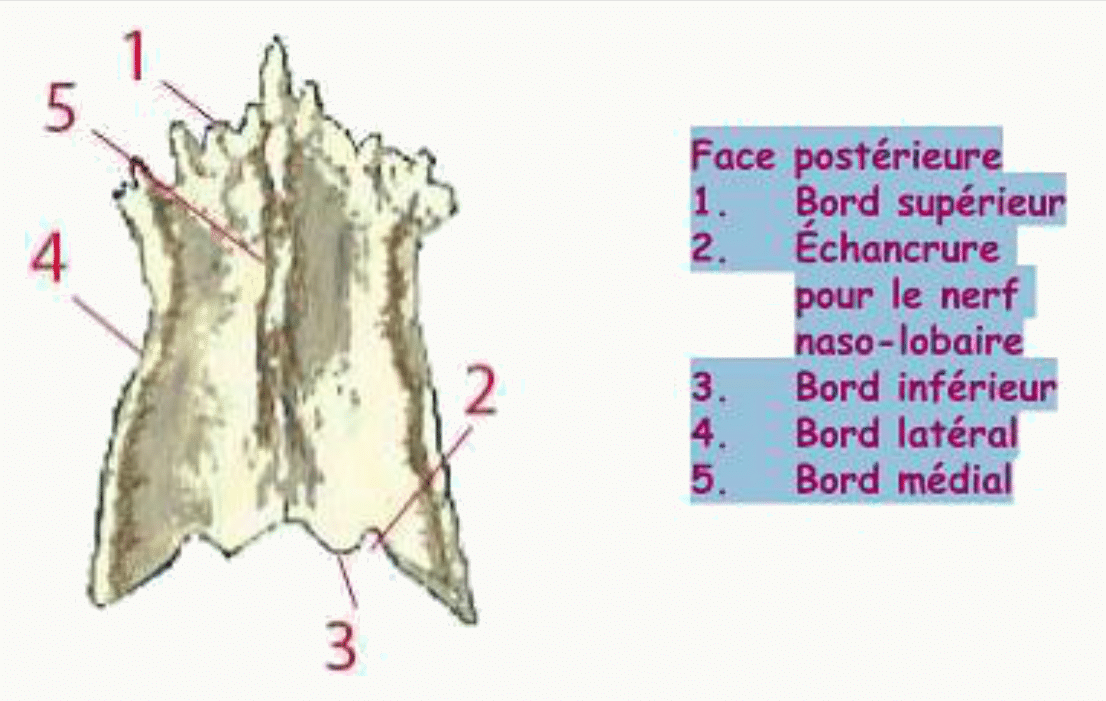 Os vomer en vue postérieure avec ses bords supérieur, inférieur, latéral et médial