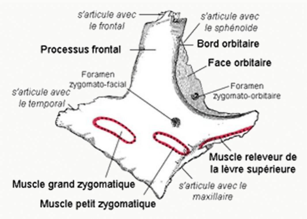 Os zygomatique droit en vue latérale avec ses processus frontal et temporal