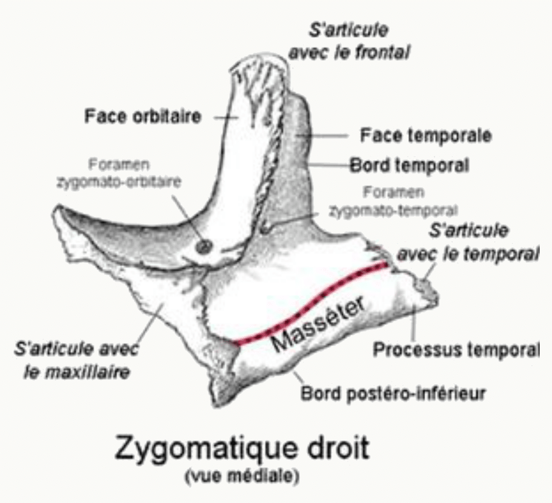 Os zygomatique droit en vue médiale, face orbitaire et face temporale