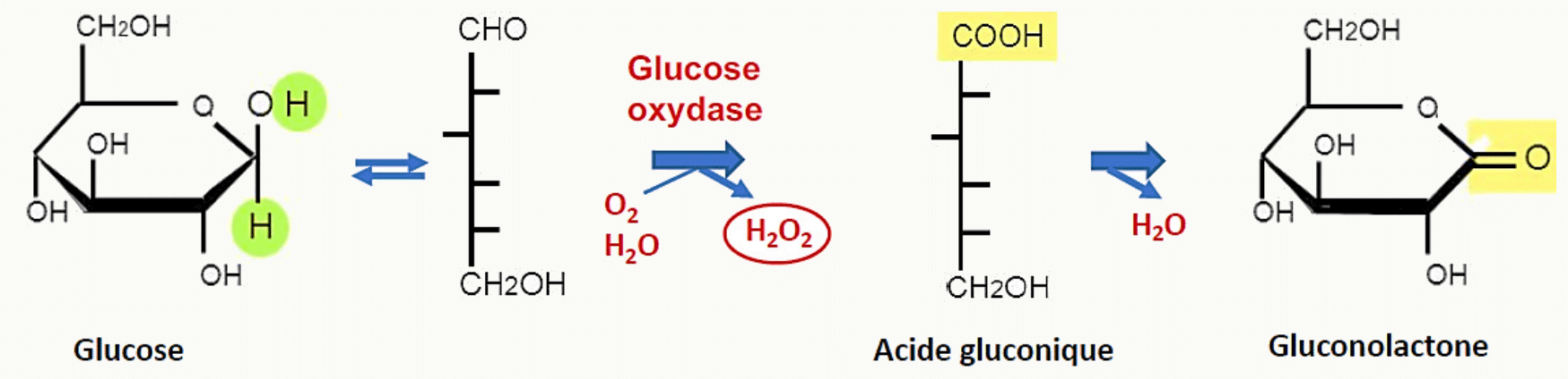 Oxydation du glucose en acide gluconique puis en gluconolactone par la glucose oxydase