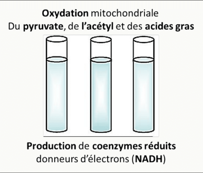 Oxydation mitochondriale du pyruvate, de l'acétyl-CoA et des acides gras produisant des coenzymes réduits
