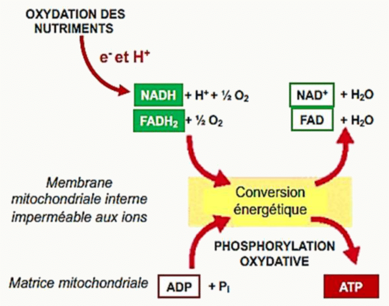 Couplage entre l'oxydation des nutriments et la phosphorylation oxydative à travers la membrane interne