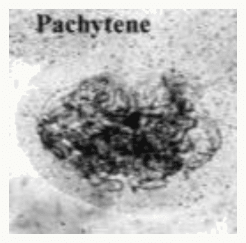 Pachytène : chromosomes homologues entièrement appariés