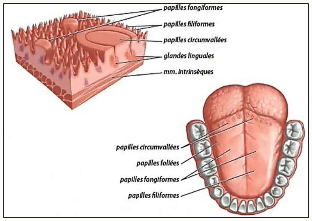 Papilles linguales circumvallées, foliées, fongiformes et filiformes