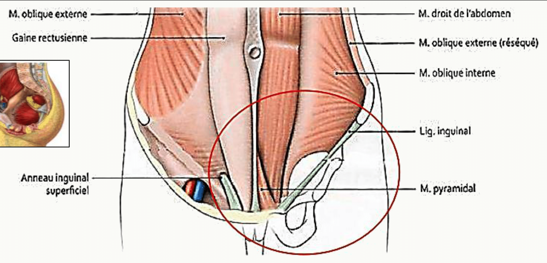 Muscles de la paroi abdominale antérieure et anneau inguinal superficiel