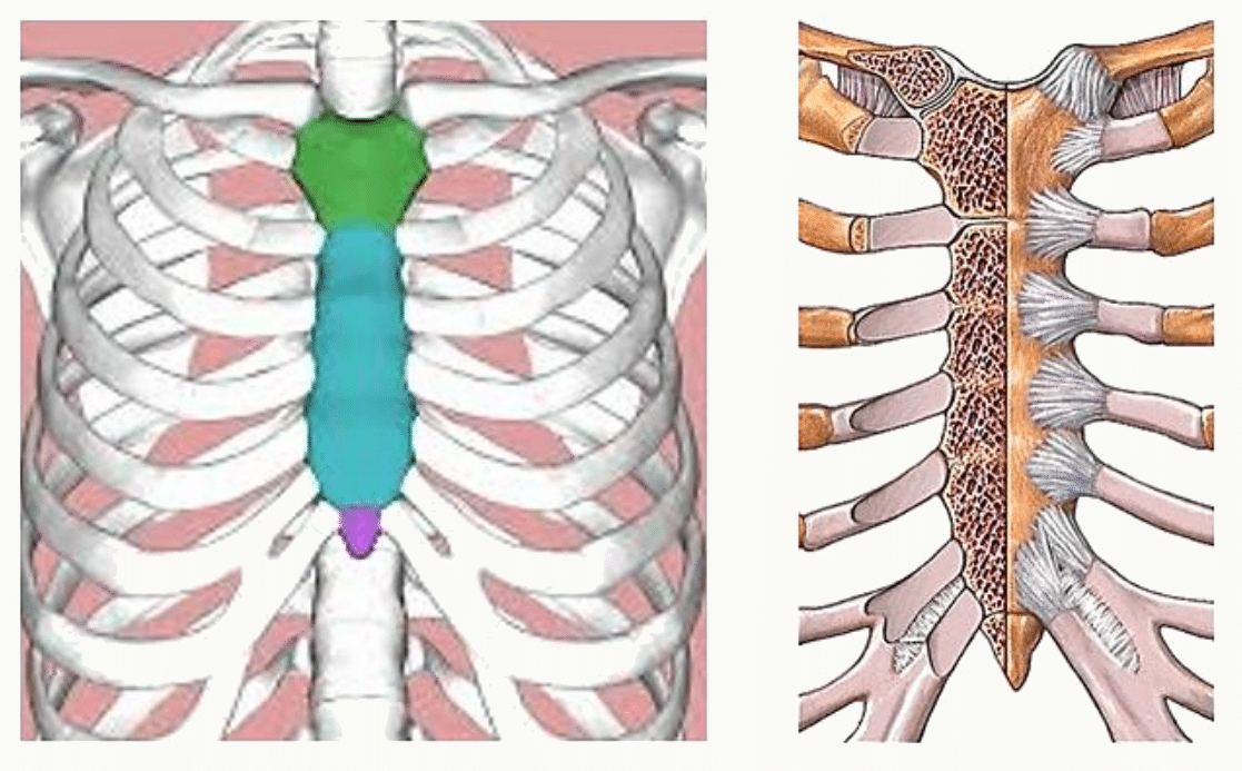 Paroi antérieure du thorax avec le sternum et les cartilages costaux
