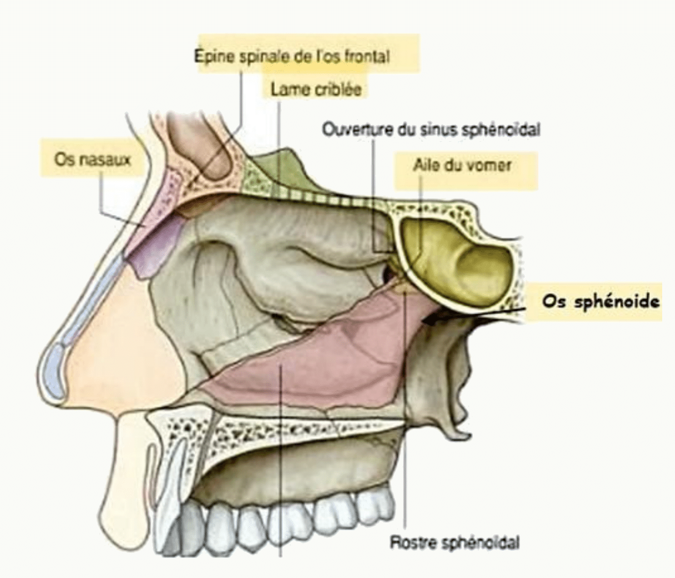Paroi latérale de la cavité nasale, sinus sphénoïdal et aile du vomer